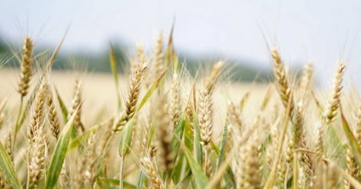India in talks with Egypt, China, others to export wheat